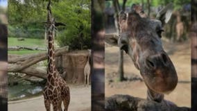 Dallas Zoo: Recent giraffe deaths not connected