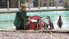 Penguins at London Zoo post letters to Santa