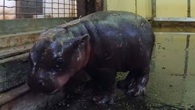 Newborn pygmy hippo calf makes its world debut at Australian zoo