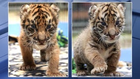 Dallas Zoo names twin tiger cubs after conservation heroes