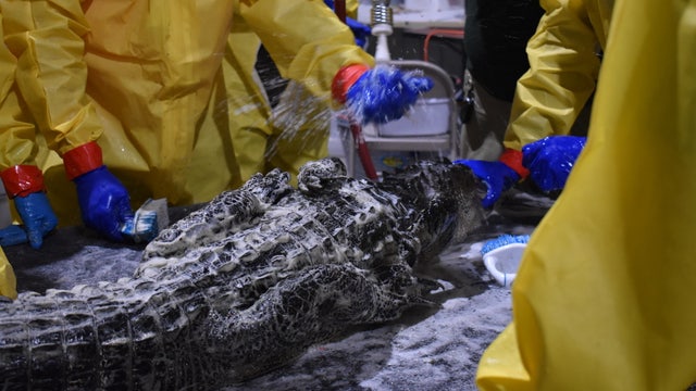 Gators contaminated by massive diesel spill get scrubbing, teeth cleaned