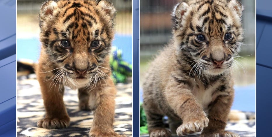 These newborn Malayan tiger cubs are the cutest thing you'll see today