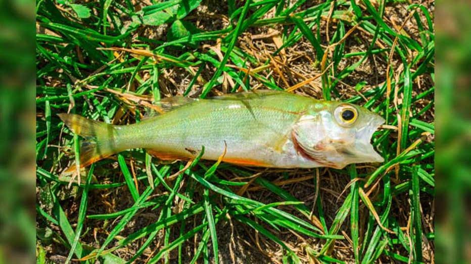 Texarkana raining fish