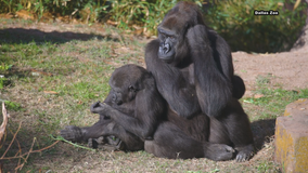 Five Dallas Zoo gorillas test positive for COVID-19