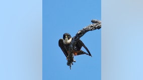 First bat falcon spotted in US at Texas wildlife refuge