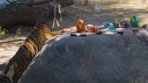 Dallas Zoo tiger cub back Cincinnati Bengals to win Super Bowl