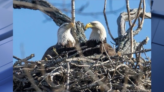 Bald eagle nest falls from tree near White Rock Lake in Dallas