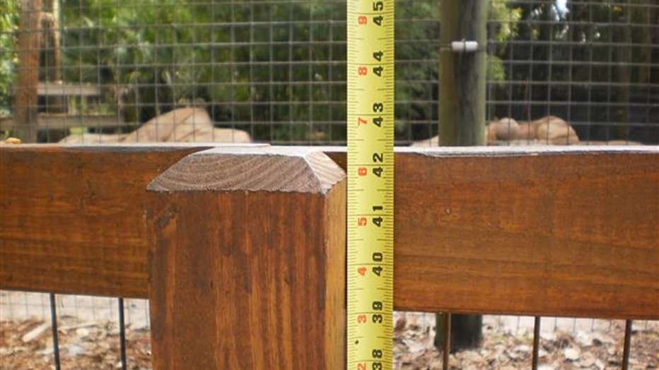 tiger-fence-42-inches-fwc-naples.jpg