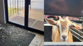 Goats break into Alabama church
