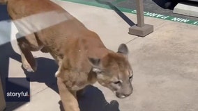 VIDEO: Mountain lion runs around busy shopping plaza in Irvine