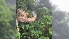Child collides with sloth on zip line in Costa Rican rainforest