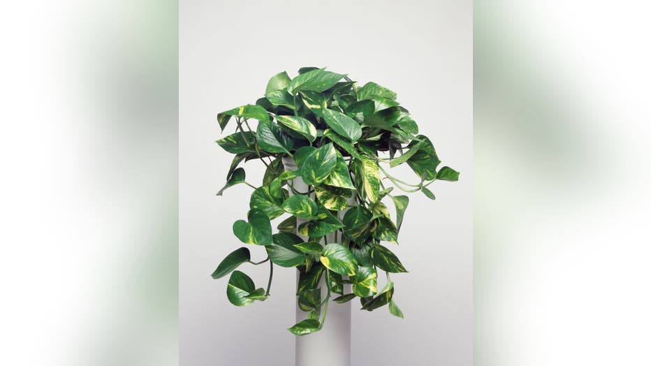 Pothos or Devil's ivy, Araceae