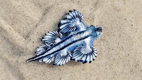 Venomous blue dragons washing on shore along Texas beaches