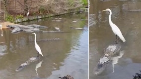 Egret hitches a ride on swimming alligator's back at Florida park