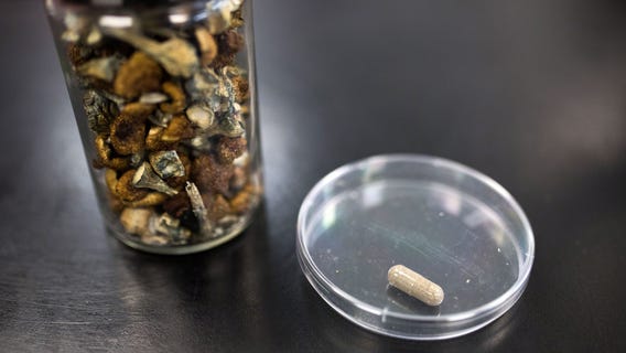 'Magic mushrooms' for therapy? Veterans helping sway conservatives