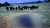 Lightning kills cow ‘on the spot,’ prompting warning from farmer