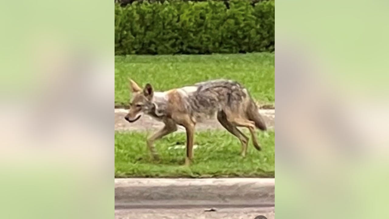 Dallas could soon do more to manage coyotes in the city