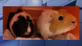 Guinea pigs abandoned outside Dallas business, police searching for suspect