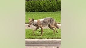 Coyote reporting hotline set up for 'bite zone' area where 2-year-old was attacked in Dallas