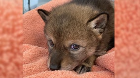 ‘Lost puppy’ rescued by family turns out to be baby coyote