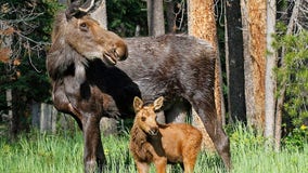 Moose trampled woman to protect her newborn, wildlife officials say