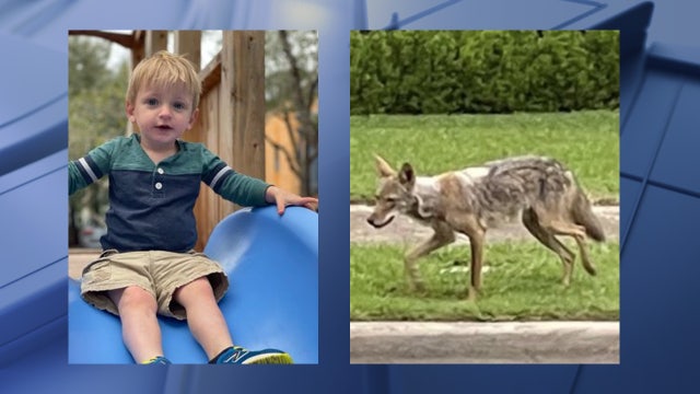 Dallas officials address aggressive coyote concerns after toddler's attack
