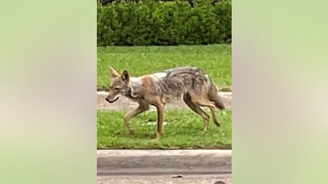 Coyote reporting hotline set up for 'bite zone' area where 2-year-old was attacked in Dallas