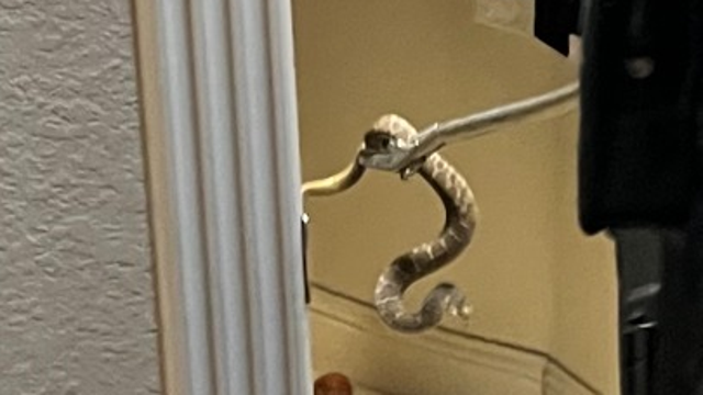 Southlake officers remove snake found in woman’s shoe