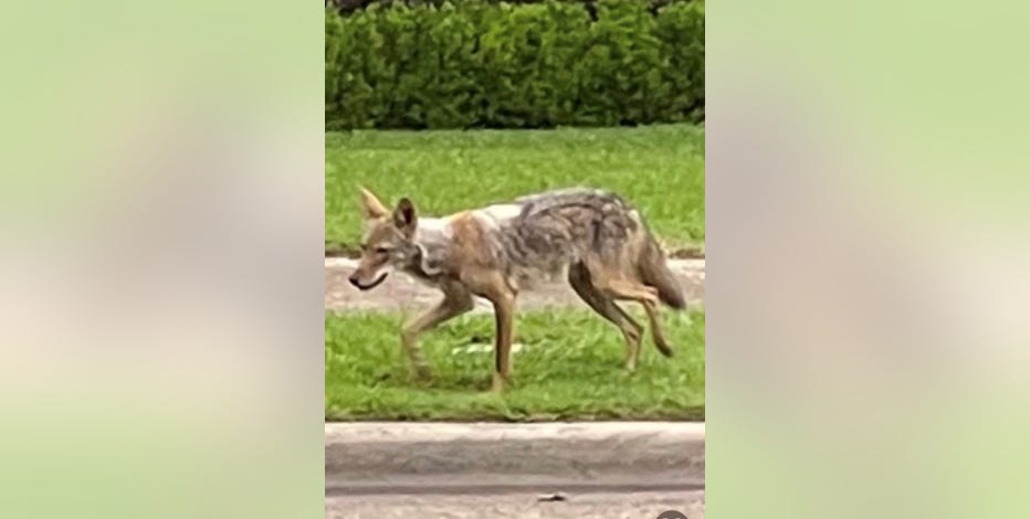 Dallas Stars go Coyote hunting in south Texas tonight