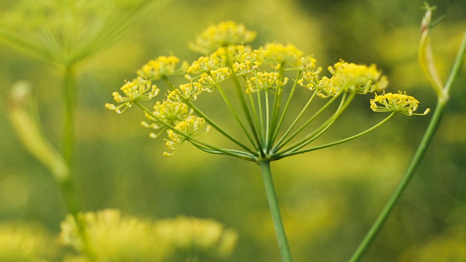 Flowering-fennel.jpg