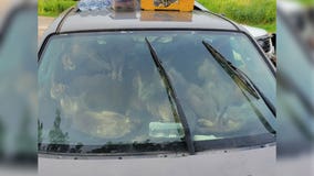 47 cats rescued from hot car at Minnesota rest stop