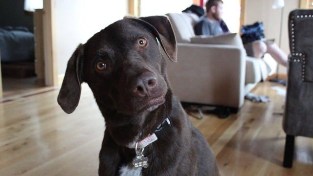 Grieving dog owner gets surprise when trying to return unused pet food: ‘It was so touching’