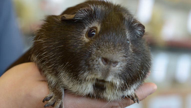 Guinea Pig Show in Paaren