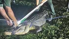 Massive 11-foot alligator in Florida lets out vicious roar while being wrangled