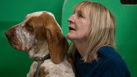 Say Ciao, to the newest breed coming to the American Kennel Club: The bracco Italiano