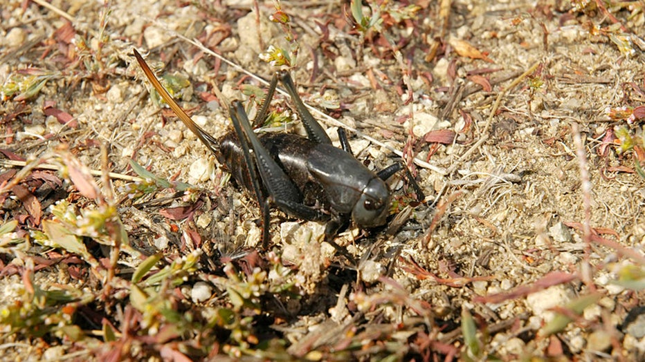 Mormon-cricket-close-up.jpg