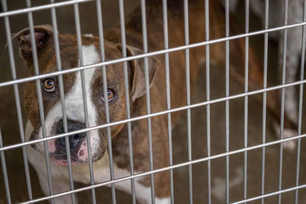 Dallas Animal Services reaches critical capacity, city asks for community help