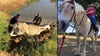 Therapy horse dies after being rescued from mud in Denton County