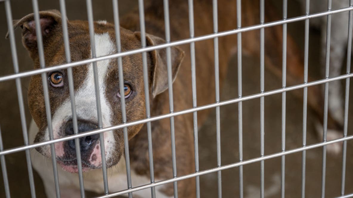 Dallas Animal Services reaches critical capacity, city asks for community help