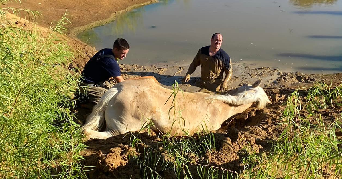 Firefighters rescue horse stuck in waist-deep mud in Denton County ...