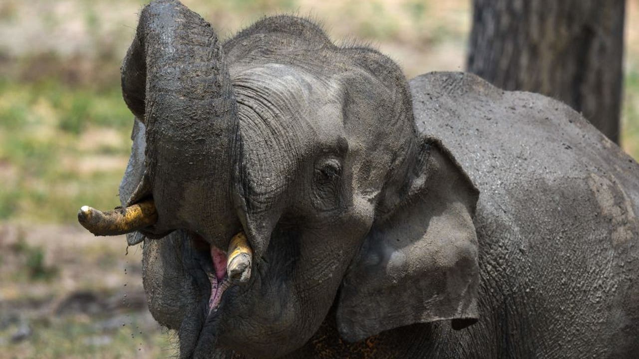 Elephant rips handler in half in Thailand after working in extreme