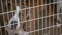 Dallas Animal Services reaches critical capacity, city asks for community help