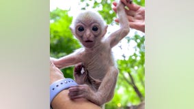 Dallas Zoo staff caring for wide-eyed baby gibbon