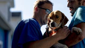 Thousands of beagles rescued from Virginia breeding facility now ready to be adopted