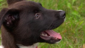 Abandoned dog discovered by mail carrier finds forever home