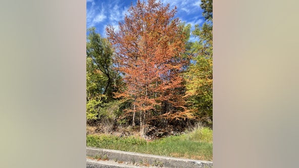Drought in Texas: How to protect trees in extreme heat, dry conditions