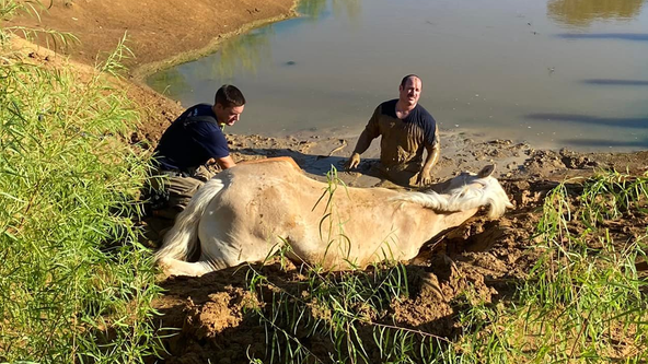Firefighters rescue horse stuck in waist-deep mud in Denton County