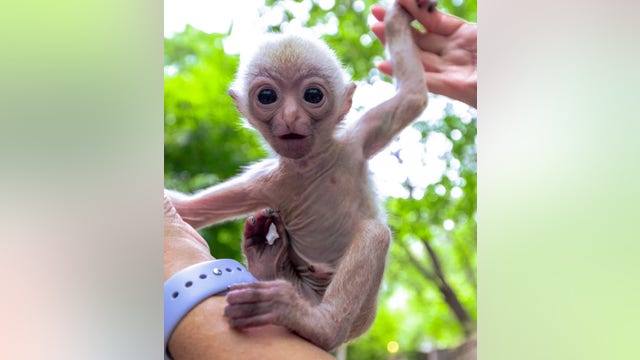 Dallas Zoo staff caring for wide-eyed baby gibbon
