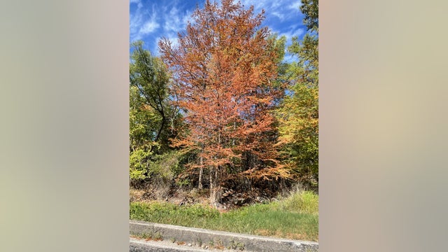 Drought in Texas: How to protect trees in extreme heat, dry conditions