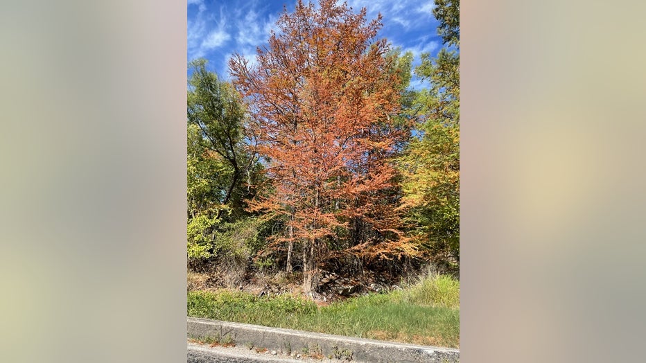 Bald Cypress Drougth 2